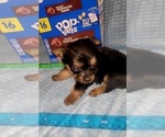 Small Photo #297 Yorkshire Terrier Puppy For Sale in AKRON, OH, USA