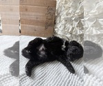 Small #12 Bernedoodle