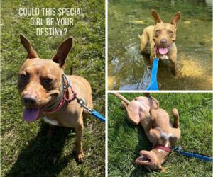 Destiny - Female American Pit Bull Terrier-Italian Greyhound Mix Dog for Adoption - Photo #7