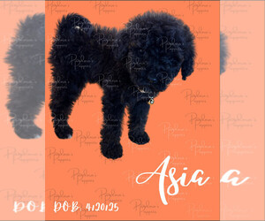 Medium Portuguese Water Dog