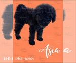 Puppy Asia Portuguese Water Dog
