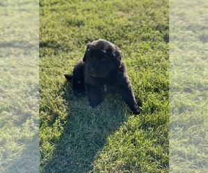 Newfoundland Puppy for Sale in DAMASCUS, Oregon USA