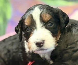 Bernedoodle mix (+ Poodle Standard) Puppy for sale in WAYLAND, MI, USA