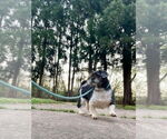Small Shih Tzu Mix
