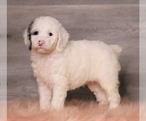 Poodle (Standard) Puppy for sale in FREDERICKSBG, OH, USA