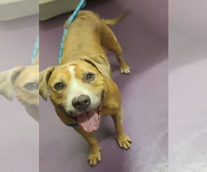 American Pit Bull Terrier-Unknown Mix Dogs for adoption in Long Beach, CA, USA