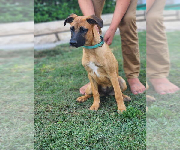Medium Photo #5 Boxador Puppy For Sale in Dana Point, CA, USA