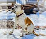 Small #2 American Staffordshire Terrier Mix