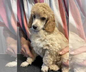 Poodle (Miniature) Puppy for sale in EAGLE POINT, OR, USA