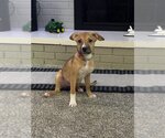 Small #2 Beagle-Black Mouth Cur Mix