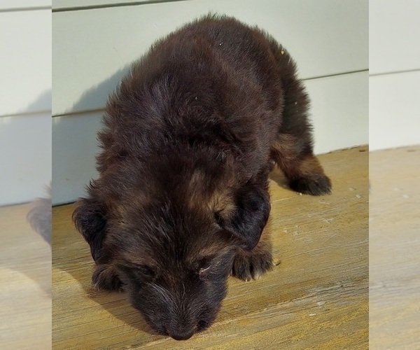 Medium Photo #10 German Shepherd Dog Puppy For Sale in EOLIA, MO, USA