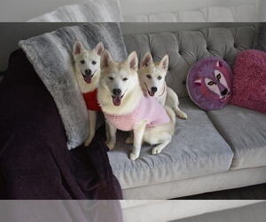 Pomsky Puppy for Sale in BRIDGEPORT, Connecticut USA
