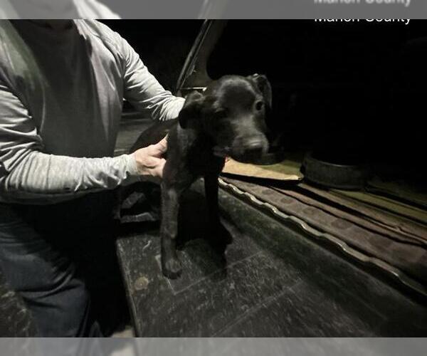 Medium Photo #1 American Pit Bull Terrier-Unknown Mix Puppy For Sale in Ocala, FL, USA