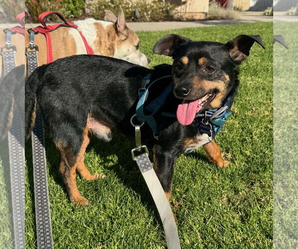 Medium Photo #9 Chipin Puppy For Sale in Newport Beach, CA, USA