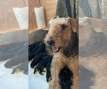 Small Photo #4 Airedale Terrier Puppy For Sale in HAMPTON, VA, USA