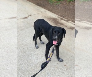 Maizy - Female Labrador Retriever-Unknown Mix Dog for Adoption - Photo #3