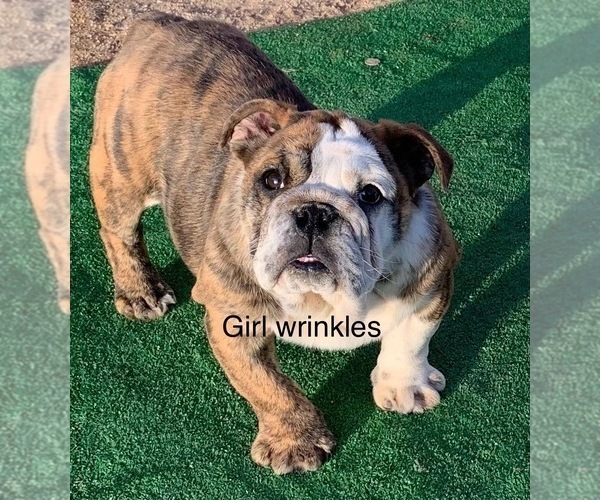 Medium Photo #2 English Bulldog Puppy For Sale in VICTORVILLE, CA, USA