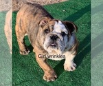 Small #1 English Bulldog