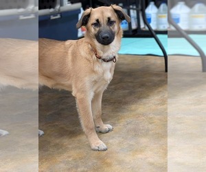 Medium Border Collie Mix