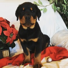 Rottweiler Puppy for sale in MOHNTON, PA, USA