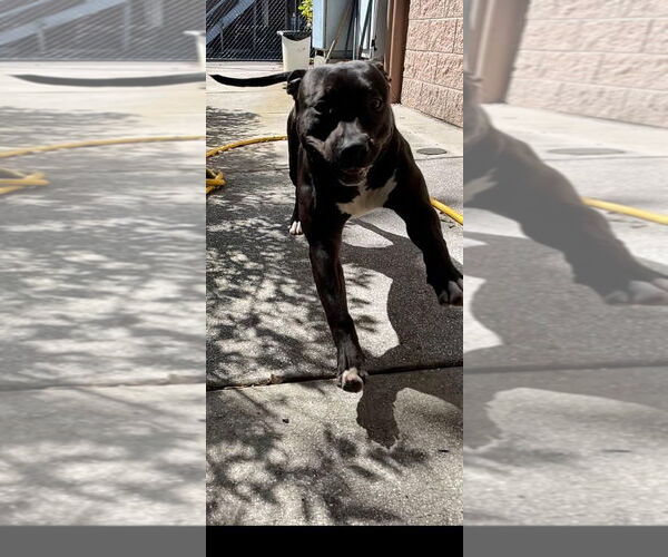 Medium Photo #18 American Pit Bull Terrier Puppy For Sale in Pompano Beach , FL, USA
