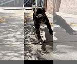 Small #17 American Pit Bull Terrier