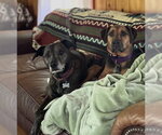 Small #2 Mountain Cur Mix