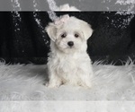 Puppy Bunny UABR Maltese