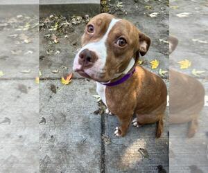 American Pit Bull Terrier-Unknown Mix Dogs for adoption in Crete, IL, USA