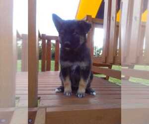 German Shepherd Dog-Siberian Husky Mix Puppy for sale in HOLMESVILLE, OH, USA