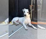 Small #1 Mutt