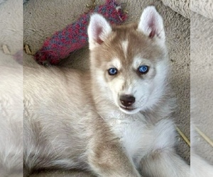 Siberian Husky Puppy for sale in WORTHINGTON, KY, USA