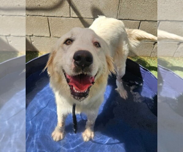 Medium Photo #2 Great Pyrenees-Unknown Mix Puppy For Sale in Lakewood, CO, USA