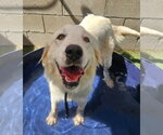 Small #1 Great Pyrenees Mix