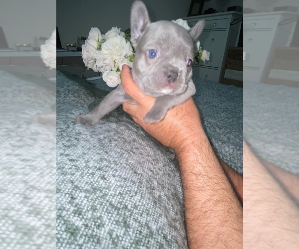 Medium Photo #6 French Bulldog Puppy For Sale in MIAMI, FL, USA
