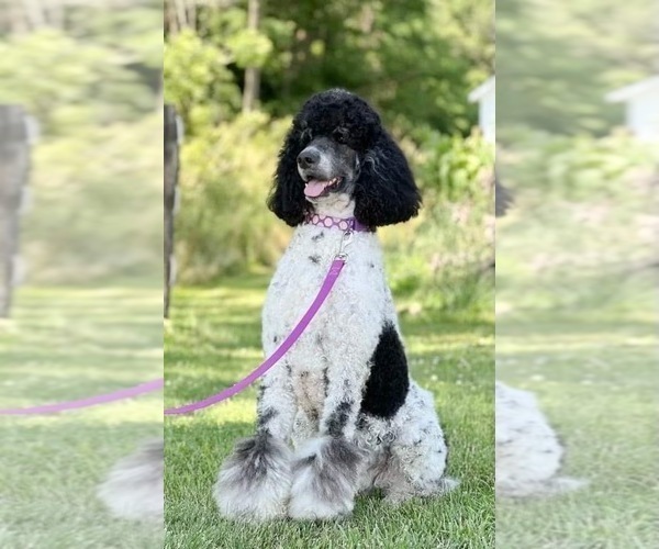 Medium Photo #1 Bernedoodle Puppy For Sale in MEDINA, OH, USA