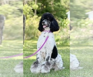 Father of the Bernedoodle puppies born on 09/29/2025