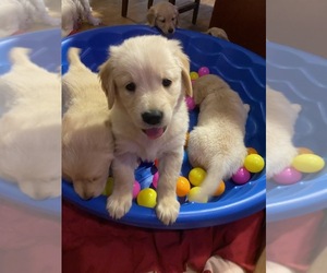 Golden Retriever Puppy for sale in DERRY, NH, USA