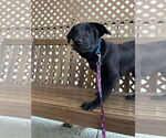 Small #10 American Pit Bull Terrier Mix