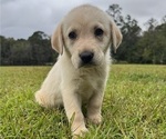 Puppy River Shepradors