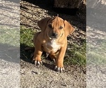 Small Photo #61 Rhodesian Ridgeback Puppy For Sale in MORONGO VALLEY, CA, USA