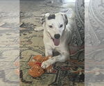 Small #33 English Setter-Labrador Retriever Mix