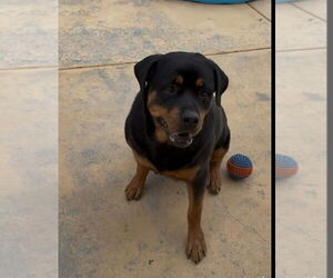 Medium Rottweiler