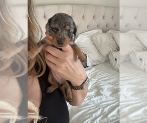 Dachshund Puppy for sale in SAN DIEGO, CA, USA