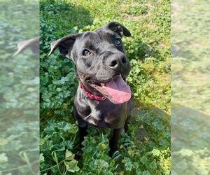 American Pit Bull Terrier-Labrador Retriever Mix Dogs for adoption in Sacramento, CA, USA