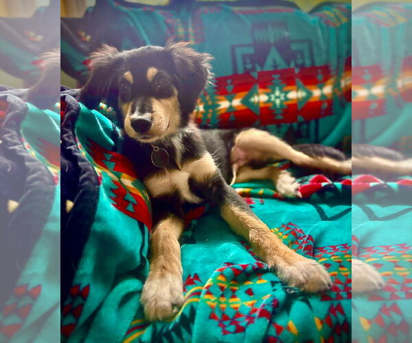Medium Photo #3 Mutt Puppy For Sale in St. Louis Park, MN, USA