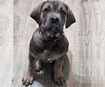 Small Photo #1 Cane Corso Puppy For Sale in ALBANY, WI, USA