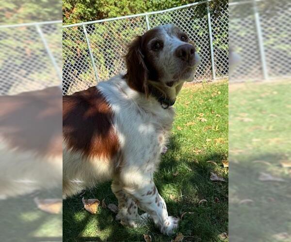 Medium Photo #2 Brittany Puppy For Sale in Curwensville, PA, USA