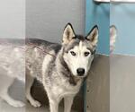 Small Huskies  Mix