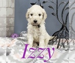 Small Photo #36 Goldendoodle Puppy For Sale in CEDAR GAP, MO, USA
